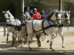 Checa and Tamada enjoy with an Equestrian Art Show