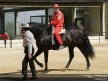 Checa and Tamada enjoy with an Equestrian Art Show
