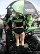 Paddock Girls - Phillip Island