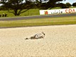 Lorenzo crashes during the race at Phillip Island