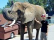 Kenny Noyes with an elephant at Indianapolis Zoo