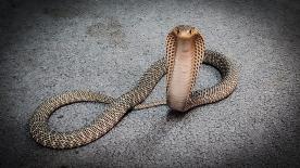 Former 125cc Grand Prix rider, Gino Borsoi, is known as the 'Cobra'. But how did he get this nickname?